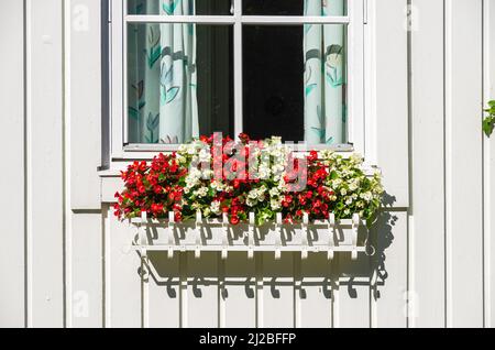 Blumenkasten mit roten und weißen Blumen an einem Fenster eines weißen Holzhauses. Stockfoto