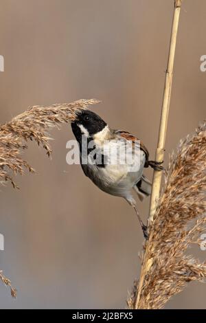 Reed Bunting (Emberiza schoeniclus) männliche Fütterung von Reed Seeds Cley Marshes Norfolk GB UK März 2022 Stockfoto