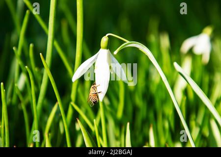 Eine wilde Biene sammelt Nektar aus einem Schneeglöpfen für Honig. Weißer Schneeglöckchen Galanthus nivalis auf einer Wiese im frühen Frühjahr. Frühling Ostern Blumen und b Stockfoto