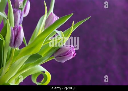 Violette Tulpen auf einem dunkelvioletten Hintergrund mit Kopierfläche Stockfoto