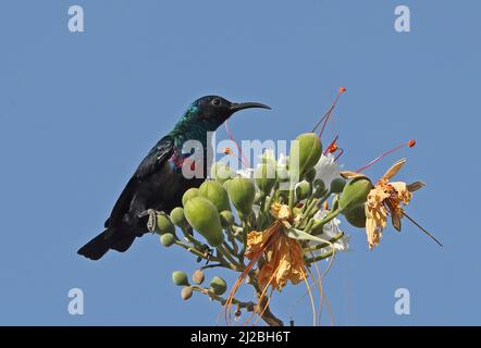 Arabian Sunbird (Cinnyris hellmayri hellmayri) erwachsenes Männchen, das auf dem blühenden Oman thront Dezember Stockfoto