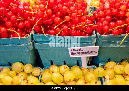 Lokale amerikanische Stachelbeeren (Ribes hirtellum) und rote Johannisbeeren (Ribes rubrum) auf dem Granville Market Vancouver British Columbia Canada Farmers Market FRU Stockfoto