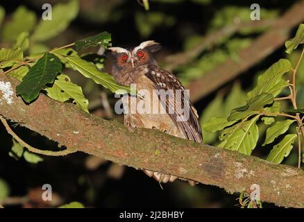 Crested Owl (Lophostrix cristata stricklandi) Erwachsener, der nachts in einem Baum in der Nähe von Aranal, Costa Rica, thront März Stockfoto