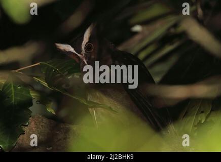 Crested Owl (Lophostrix cristata stricklandi) Erwachsener, der nachts in einem Baum in der Nähe von Aranal, Costa Rica, thront März Stockfoto