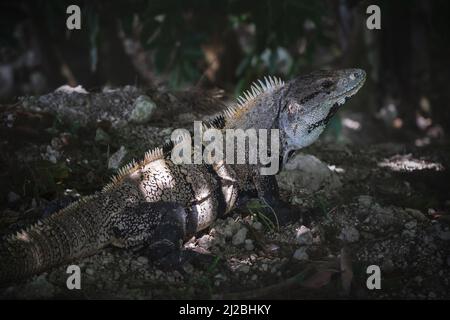 Nahaufnahme eines posierten schwarzen stacheligen Leguans, schwarzen Leguans, lateinischer Name „Ctenosaura Similis“, auf Steinen im tropischen Wald, Belize Stockfoto