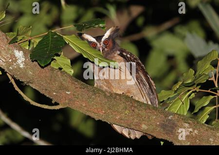 Crested Owl (Lophostrix cristata stricklandi) Erwachsener, der nachts in einem Baum in der Nähe von Aranal, Costa Rica, thront März Stockfoto