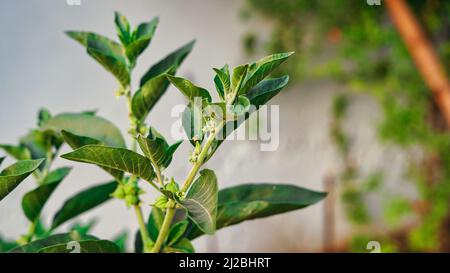 Immunitätsverstärker-Pflanze, Withania somnifera, allgemein bekannt als ashwagandha seine Wurzeln und orange-rote Frucht wurden seit Hunderten von Jahren für medi verwendet Stockfoto