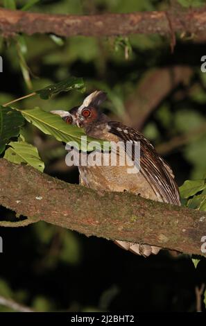 Crested Owl (Lophostrix cristata stricklandi) Erwachsener, der nachts in einem Baum in der Nähe von Aranal, Costa Rica, thront März Stockfoto