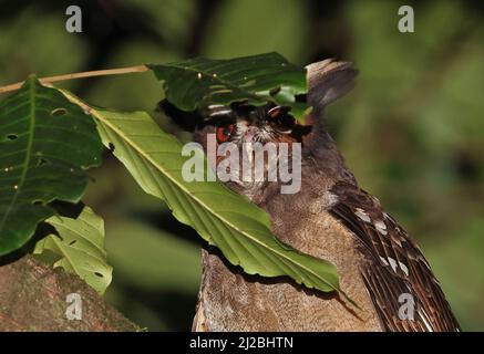 Haubeneule (Lophostrix cristata stricklandi) Nahaufnahme eines Erwachsenen, der nachts unter einem Blatt in einem Baum in der Nähe von Aranal, Costa Rica, thront März Stockfoto