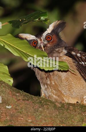 Haubeneule (Lophostrix cristata stricklandi) Nahaufnahme eines Erwachsenen, der nachts in einem Baum in der Nähe von Aranal, Costa Rica, thront März Stockfoto