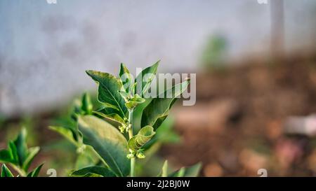 Ashwagandha. Indische Ginseng-Kräuter, giftige Stachelbeere oder Winterkirsche. Ashwagandha Vorteile für Gewichtsverlust und Gesundheit Stockfoto