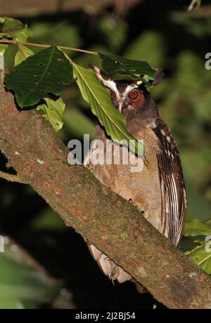 Crested Owl (Lophostrix cristata stricklandi) Erwachsener, der nachts in einem Baum in der Nähe von Aranal, Costa Rica, thront März Stockfoto