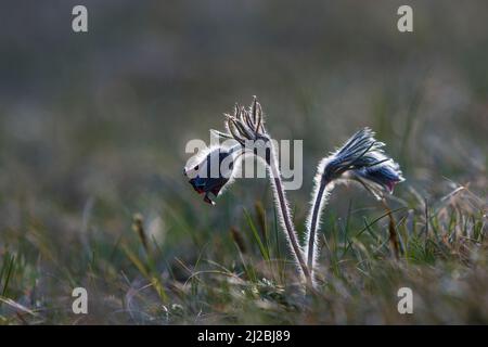 Pulsatilla nigra im Frühjahr Wiese, verschwommener Hintergrund. Passqueflower. Siebenbürgen. Rumänien Stockfoto