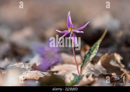 Erythronium dens-canis, Hundezahn violett, frühlingshafte rosa Wildblume im Wald, verschwommener Hintergrund Stockfoto