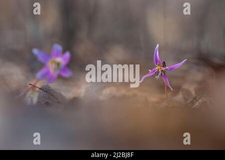 Erythronium dens-canis, Hundezahn violett, frühlingshafte rosa Wildblume im Wald, verschwommener Hintergrund Stockfoto