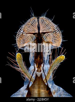 Dunkelfeld-Photomikrograph, Blasfliege-Proboscis, Mundparts Stockfoto