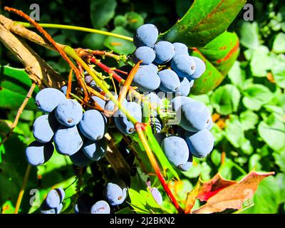 Nahaufnahme der Beeren einer Holly Leaved Oregon Grape, Berberis Aquifolium, fotografiert in Whiteleaf, England Stockfoto