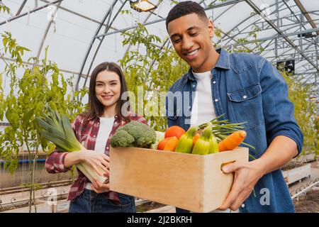 Positive interrassische Bauern, die frisches Gemüse im Gewächshaus halten Stockfoto