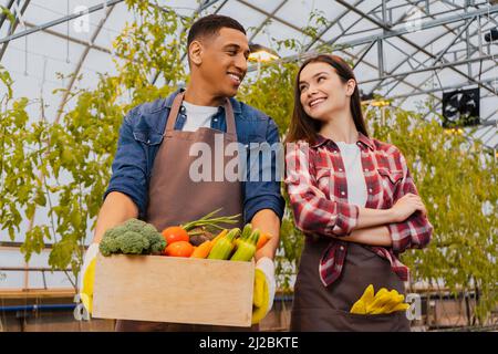 Fröhliche interrassische Bauern in Schürzen, die frisches Gemüse halten und sich im Gewächshaus anguckend Stockfoto