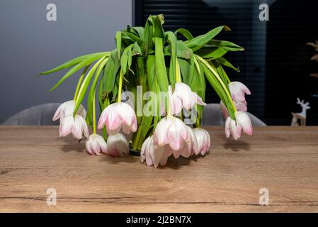 Ein Bouquet aus verwelkten lila Tulpen, die in einer Vase auf dem Tisch stehen. Stockfoto