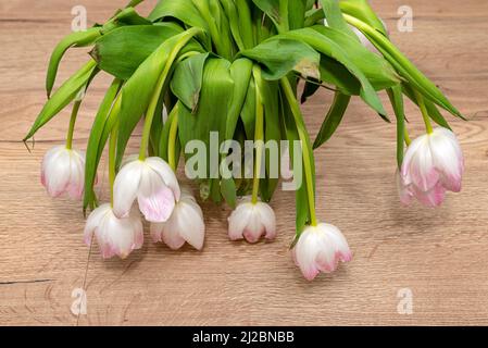 Ein Bouquet aus verwelkten lila Tulpen, die in einer Vase auf dem Tisch stehen. Stockfoto