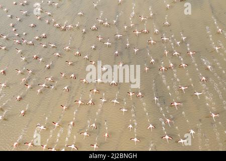 Flug von rosa Flamingos über den Thau-Teich, an einem Wintermorgen, in Herault, Ozitanien, Frankreich Stockfoto