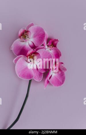 Schöne violette Orchideenblumen auf pastellviolettem Hintergrund. Flach liegend. Für Text platzieren. Stockfoto