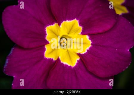 Eine Nahaufnahme der Primula malacoides, Feenkerze oder Babykerze. Stockfoto