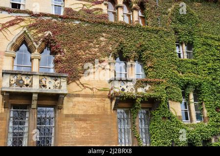 Baum über dem Äußeren des Meadow Building, Christ Church College, Oxford, Großbritannien Stockfoto