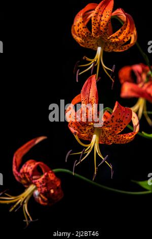 Blühende Tiger Lily Blumen, leuchtend orange Farbe auf schwarzem Hintergrund Stockfoto