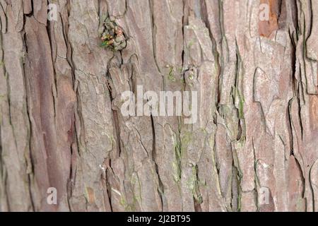 Nahaufnahme eines Taxus Baccata Baumes in Amsterdam Niederlande 30-3-2020 Stockfoto