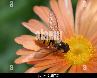 Die Marmelade schwebenfliege Episyrphus balteatus sitzt in einer orangefarbenen Blume Stockfoto