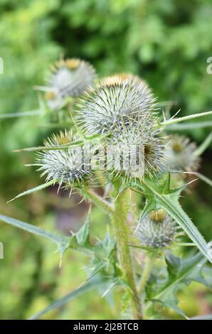 Speer Distel Stier Distel Circium vulgare Blütenknospen mit scharfen Dornen Stockfoto