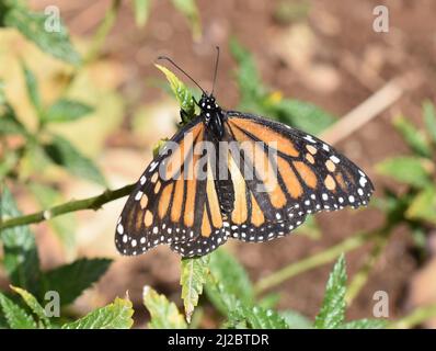 Monarch Schmetterling Danaus plexippus sitzt auf Milchkrautpflanze Stockfoto