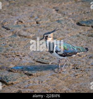 Ein Kiebitz am Wasserrand einer der Lagunen bei RSPB Titchwell an der nördlichen Norfolk-Küste bei RSPB Titchwell Stockfoto