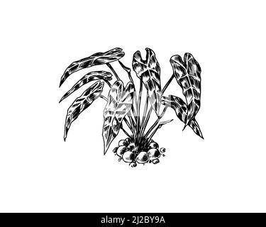 Tropische Bäume exotische Pflanzen. Alocasia sanderiana. Östliche Landschaft. Exotische Natur. Linearer Dschungel. Handgezeichnete Skizze im Vintage-Stil. Stock Vektor