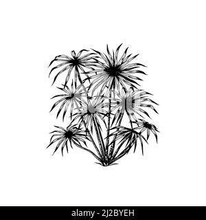 Phoenix oder Dattelpalme. Tropische Bäume exotische Pflanzen. Östliche Landschaft. Exotische Natur. Linearer Dschungel. Handgezeichnete Skizze im Vintage-Stil. Stock Vektor