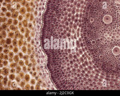 Maiskörner. Ein Interessantes Foto, das mit einem Mikroskop aufgenommen wurde. Querschnitt durch Maiskörner (Zea mays).