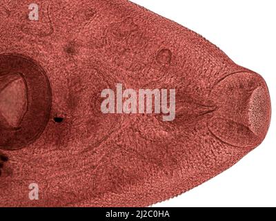 Parasitäre Plattwürmer beim Menschen. leberegel (Fasciola hepatica) im Erwachsenenstadium im Lichtmikroskop. Stockfoto