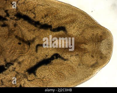 Parasitäre Plattwürmer beim Menschen. leberegel (fasciola hepatica) im Erwachsenenstadium im Lichtmikroskop. Stockfoto