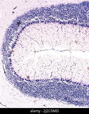 Querschnitt eines Zerebellums. Leichte Mikrograph. Cresyl-Violette Färbung (Nissl-Färbung). Stockfoto