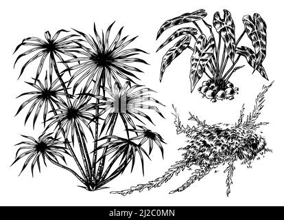 Tropische Bäume exotische Pflanzen. Östliche Landschaft. Exotische Natur. Linearer Dschungel. Handgezeichnete Skizze im Vintage-Stil. Stock Vektor