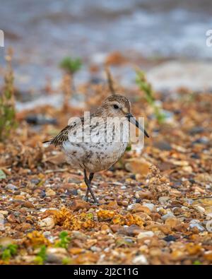 Ein eingefleischter Dunlin, der auf den Steinen am Wasserrand am Strand von RSPB Snettisham in Norfolk, England, Großbritannien, läuft Stockfoto