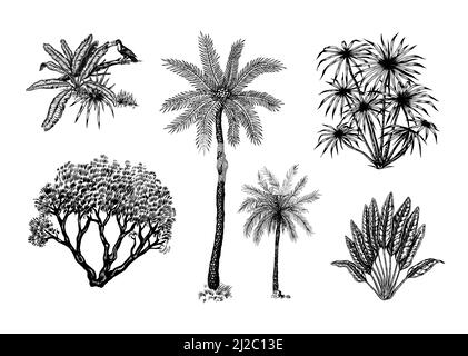 Exotische Pflanzen. Toucan-Vogel. Banane und Agave und Sukkfulent. Tropische Bäume. Östliche Landschaft. Exotische Natur. Linearer Dschungel. Handgezeichnete Skizze in Stock Vektor