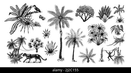 Wilde Tiger und exotische Pflanzen. Tukan-Vogel und -Affe. Banane und Agave und Sukkfulent. Tropische Bäume. Östliche Landschaft. Exotische Natur. Linearer Dschungel Stock Vektor