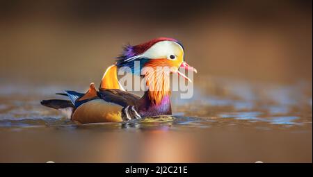 Aix galericulata Ente Mandarine schwimmt auf dem Wasser und sucht nach Nahrung, das beste Foto. Stockfoto