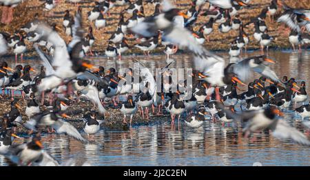 Austernfischer am Rande eines Kiesbands in den Lagunen hinter dem Strand am RSPB Snettisham in Norfolk bei einer Frühlingshochzeit. Stockfoto