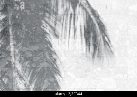 Weiße Steinwand und Schatten von Palmenblättern, abstrakte Hintergrundstruktur Stockfoto