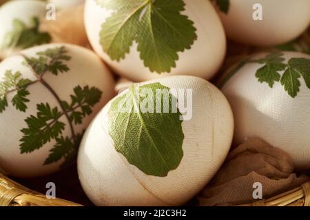 Rohe Ostereier mit frischen Blättern, die an ihnen befestigt sind, bereit, mit Zwiebelschalen gefärbt zu werden, Nahaufnahme Stockfoto