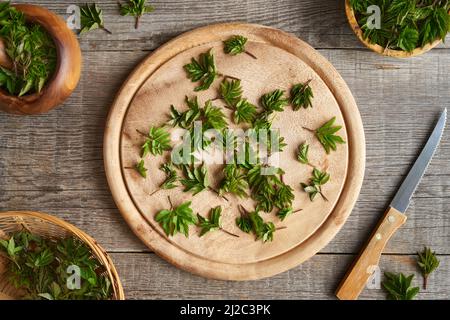 Frische junge Bodenholder oder Aegopodium podagraria Blätter - eine wilde essbare Pflanze auf einem hölzernen Schneidebrett Stockfoto